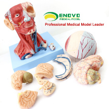 MUSCLE15(12309) Anatomical Teaching Model Head with Muscles and Brain Blood Vessel Anatomy 12309